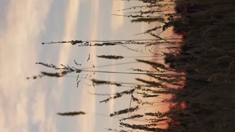 Close up panorama of dry stem of grass on field of grass at lilac sunset Stock Footage 246957720