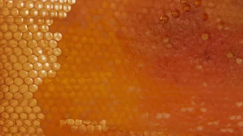 Close-up panorama of the fresh honeycombs in a frame on the table on a sunny day Stock-Footage 285959271