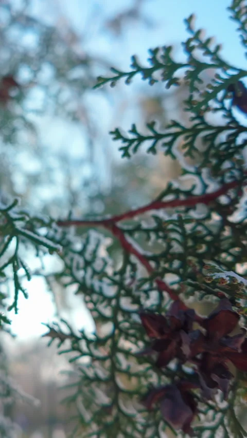 Close-up panorama of leaves with seed cones of thuja tree covered in hoarfrost 動画素材 330973721