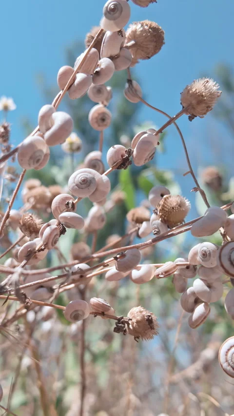 Close-up panorama: Massive cluster of white land snails (Xeropicta derbentina) Stock Footage 338135754