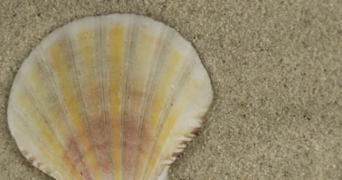 Close-up. Panorama of a seashell lying on the sand. Top view Stock Footage 171815631