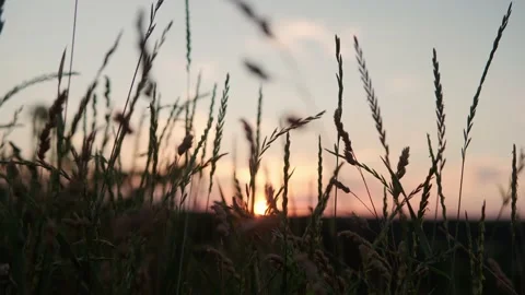 Close up panoramic shooting yellow ears of wild grass in rays of setting sun Stock Footage 157754690