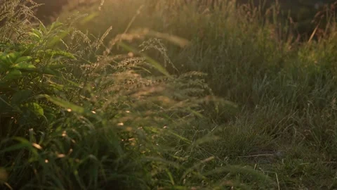 Close up panoramic shooting yellow ears of wild grass in rays of setting sun Stock Footage 162639033