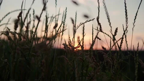 Close up panoramic shooting yellow ears of wild grass in rays of setting sun Stock Footage 162695831