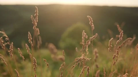 Close up panoramic shooting yellow ears of wild grass in rays of setting sun Stock Footage 169789817