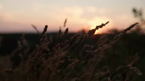 Close up panoramic shooting yellow ears of wild grass in rays of setting sun Stock Footage 210269610