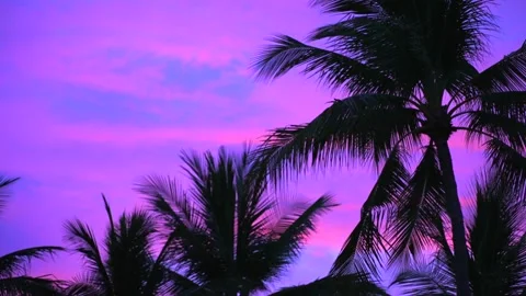 Close up panoramic shot of palm tree leaves silhouettes against vivid purple and Stock Footage 314973891