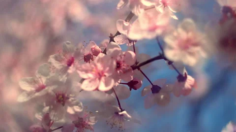 Close up panoramic view of blooming pink cherry branch on blue sky 스톡 동영상 60084739