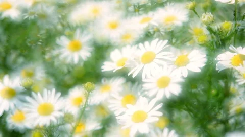 Close up panoramic view of camomile flowers with glary effect in slow motion Stock Footage 60043789