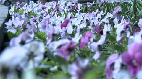 Close-up of pansies swaying in wind Stock Footage 67530870