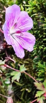 A close-up of a pansy Stock Photos