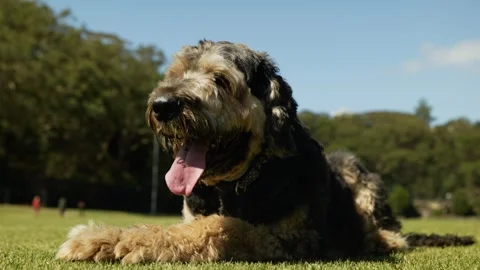 Close up of a panting Black Russian Terrier on hot day 6K Stock-Footage 297161479