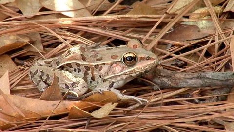 Close Up of a Panting Leopard frog Stock Footage 105204621
