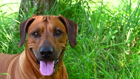 Close-up panting Rhodesian ridgeback dog with tongue sticking out lies on grass Stock-Footage 157838384
