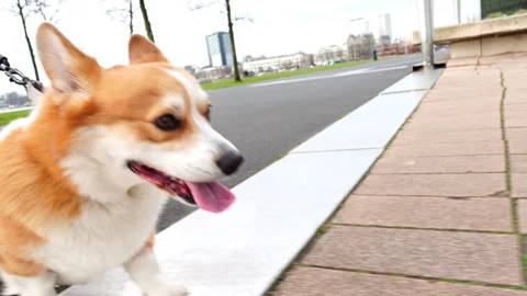 Close-up of panting Welsh Corgi Pembroke on a leash Stock Footage 302672525