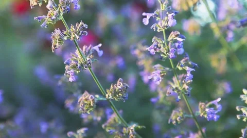 Close up Pan/Track through catnip in bloom with bees at dusk Video stock 76690131