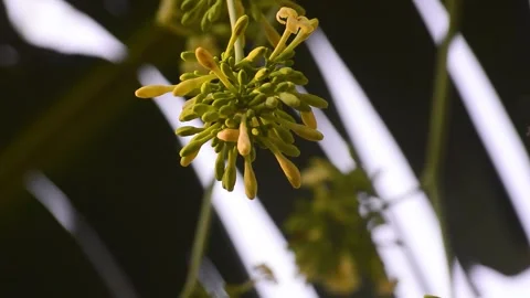 Close up of papaya flowers on the tree 库存影片 292282701