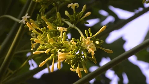 Close up of papaya flowers on the tree 스톡 동영상 292282729