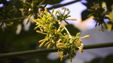 Close up of papaya flowers on the tree 스톡 동영상 292282838