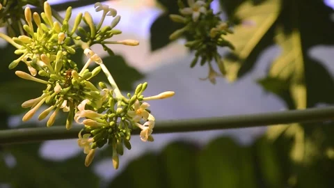 Close up of papaya flowers on the tree 스톡 동영상 292282846