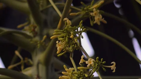 Close up of papaya flowers on the tree 스톡 동영상 292295848