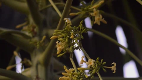 Close up of papaya flowers on the tree 스톡 동영상 292296059