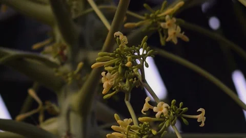 Close up of papaya flowers on the tree 스톡 동영상 292296151