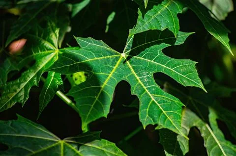 Close up of papaya leaf or Carica papaya with deep lobes and clear veins hi.. Foto stock