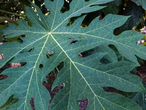 Close up of papaya leaf Stock Photos