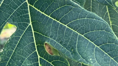 Close up of a papaya leaf showing strong veins and textured surface as it gently Stock Footage 331145086