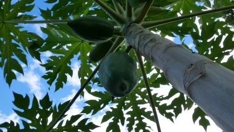 Close up Papaya tree and bunch of fruits. Green papaya fruit on the tree in the  Stock Footage 118288239