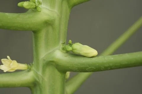Close-up of a Papaya Tree Branch with Developing Flowers and Buds Stock-Fotos