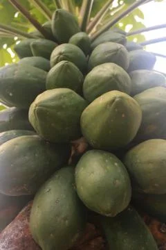 Close up of a papaya tree with loads of large green papayas that needs to ripe Stock Photos