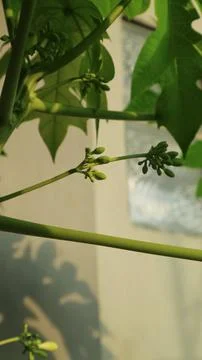 Close up of papaya tree stem structure and young green buds Stock Photos