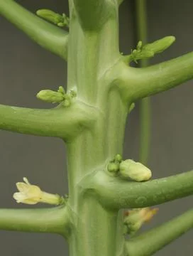 Close-up of a Papaya Tree Trunk with Budding and Blooming Flowers, Green St.. 스톡 사진