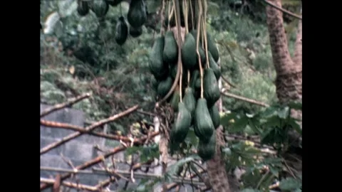 Close-up of Papayas Stock Footage 278240500