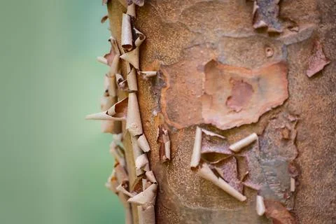 Close-up of Paper Bark Maple tree (Acer griseum) with cool green background Фото