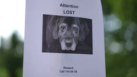 Close-up of a paper notice on a pole about a missing dog with a phone number. Stock Footage 273753972