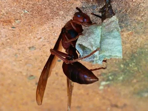 Close-up of a paper wasp. Stock Photos