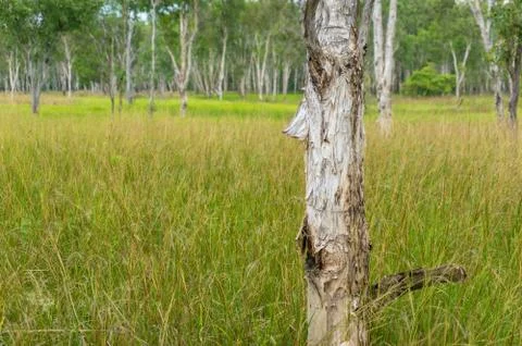 Close up of paperbark eucalyptus trunk texture and long fresh green grass Foto stock