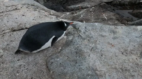 Close-up of Papuan penguin resting on boulder, Wiencke Island in Antarctica Stock-Footage 335292104
