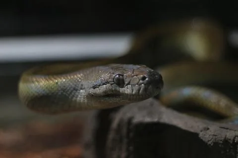 Close up of Papuan Water Python or Apodora Papuana or Papuan Olive Python Foto stock