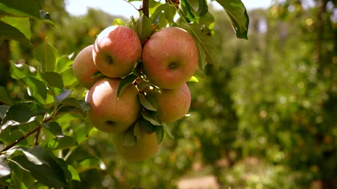 Close-up of paradise apples on tree branch symbolize growth, freshness, and Stock Footage 283769903