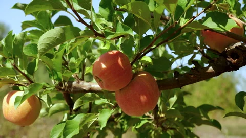 Close-up of paradise apples on tree branch. Outdoor sunny day in orchard. Stock Footage 285430439