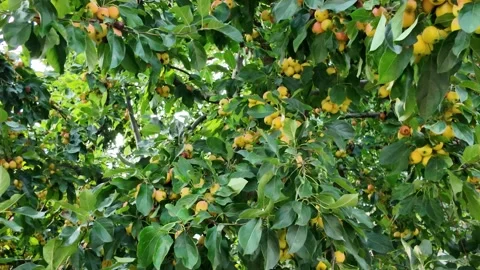 Close-up of paradise apples on tree branch symbolize growth, freshness Stock Footage 325812903