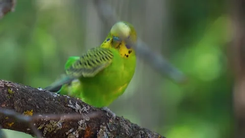 Close up parakeet budgie Stock Footage 275520952