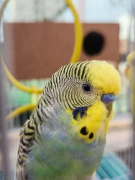Close-up of a Parakeet Stock Photos