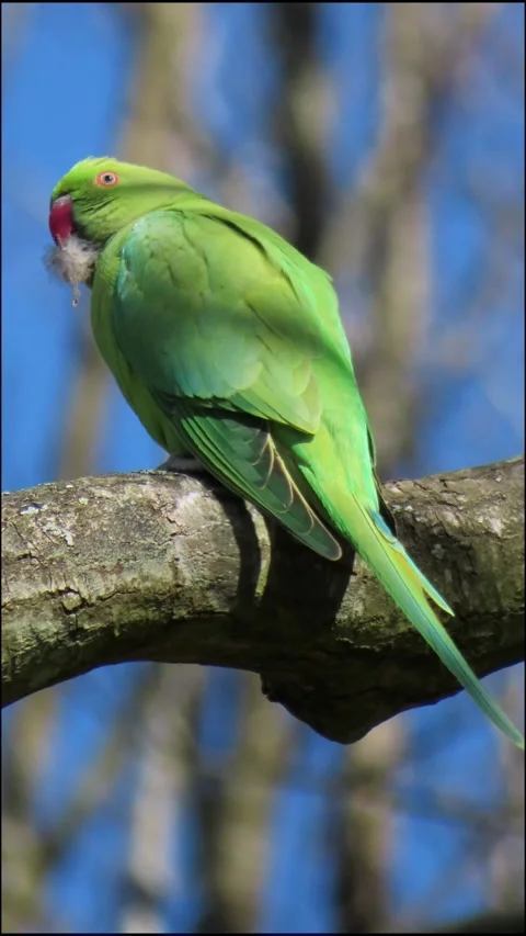 Close-Up of Parakeet on Tree Holding Nesting Material 4K Vertical Video 스톡 동영상 332308834