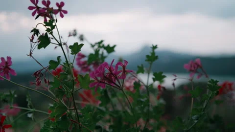 Close-Up Parallax of Red Geraniums with a Soft Blurred Background, Balcony View Stock Footage 344243935