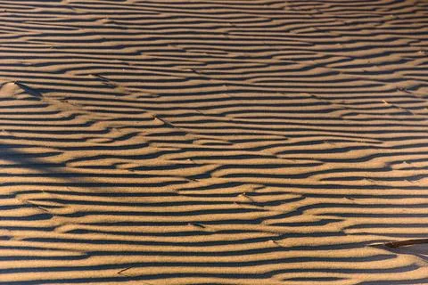 Close-Up of Parallel Wind Ripples in Dry Coastal Sand Dune at Sunset, New Stock Photos